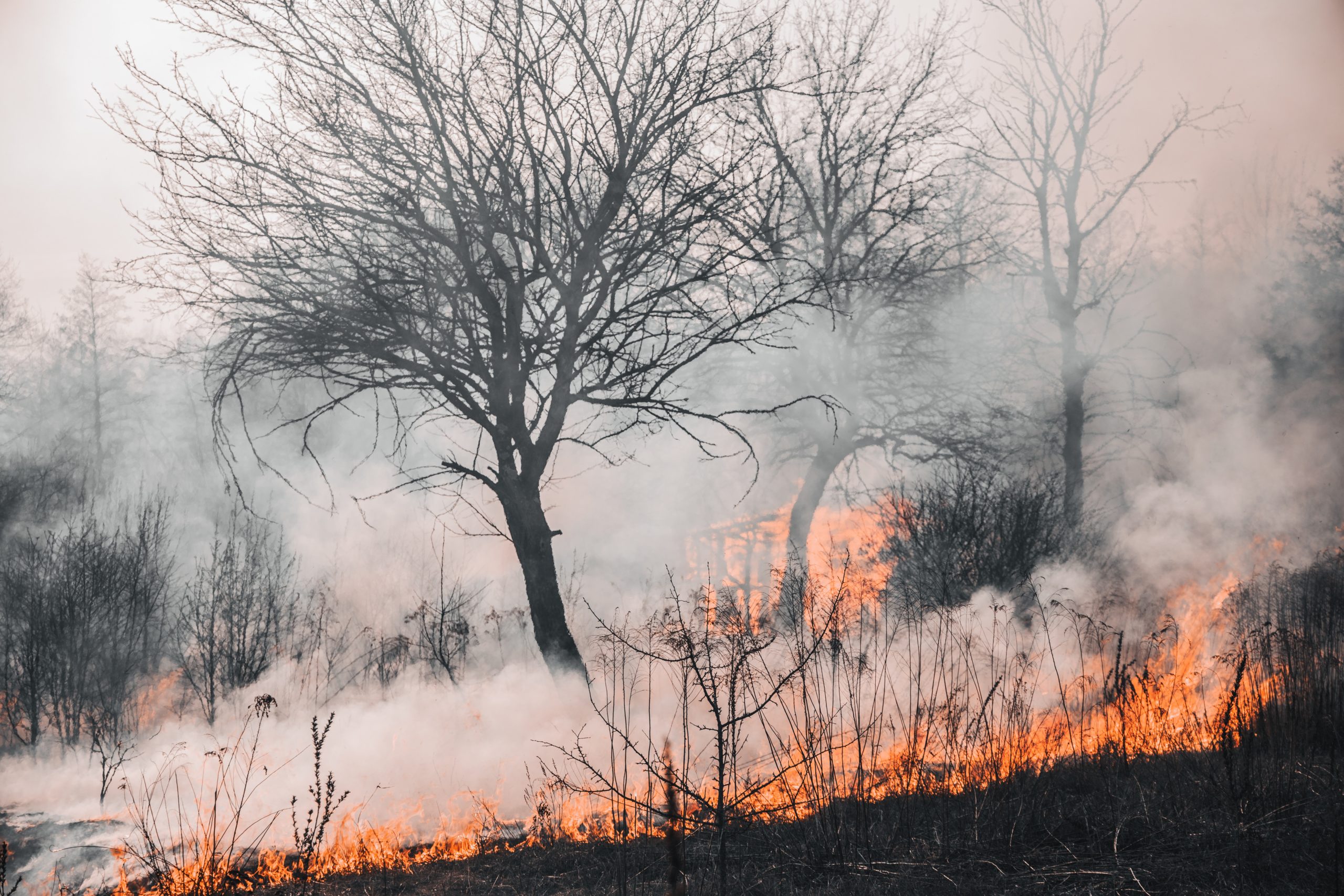 climatechangeforest fire free